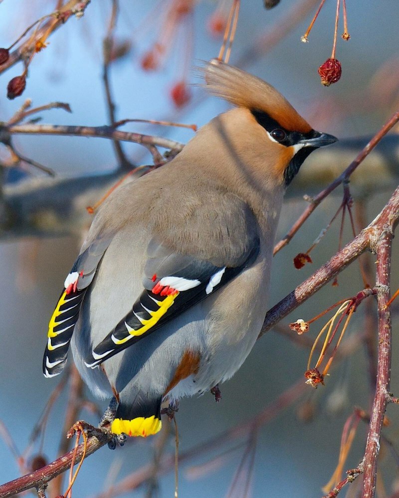 Зяблик (fringilla COELEBS)