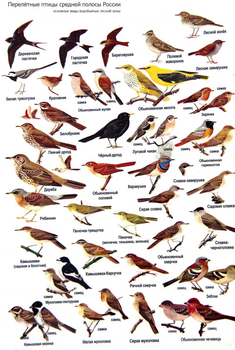 Зяблик (fringilla COELEBS)
