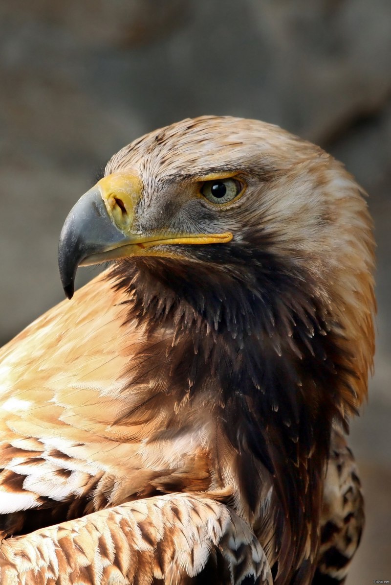 Орел могильник (Aquila heliaca Savigny)