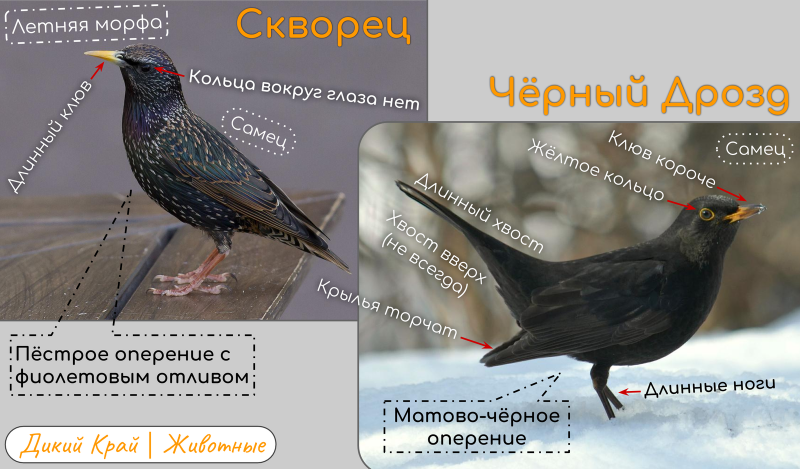 Скворцы Грачи Дрозды