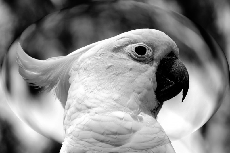 Черно белое животных и птиц (46 фото)