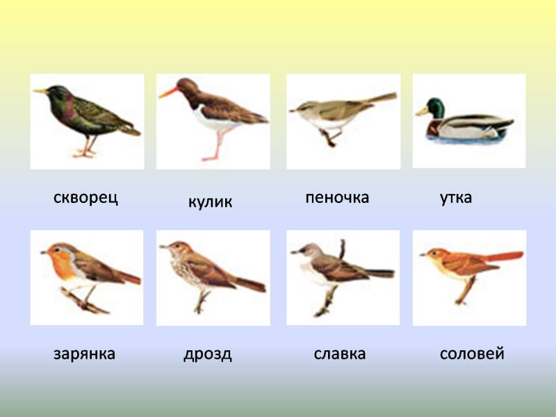 Скворец и дрозд сравнение