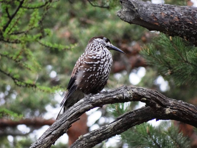 Nucifraga caryocatactes (Linnaeus, 1758) - Кедровка