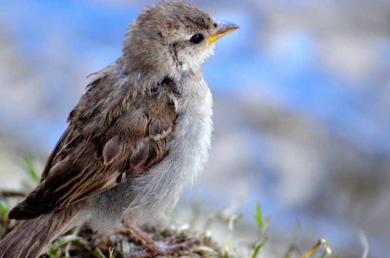 Птица Yellow Rumped Warbler