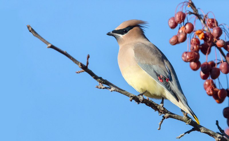 Cedar Waxwing