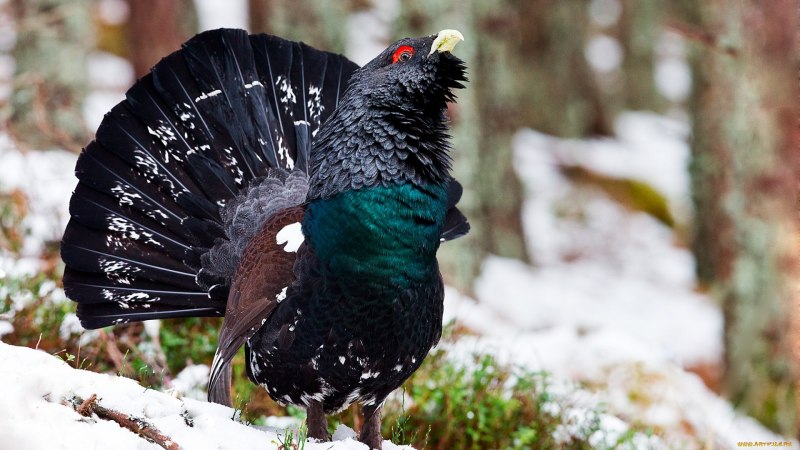 Глухарь (Tetrao urogallus)