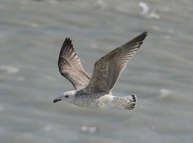 Dieting Seagull