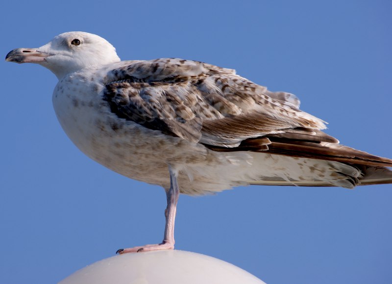 Коричневая морская Чайка фото