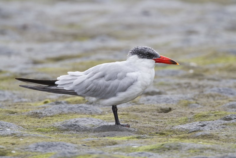 Чеграва (Hydroprogne Caspia)