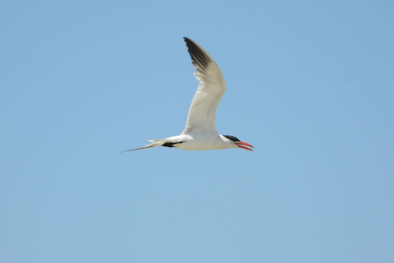 Hydroprogne Caspia Pallas
