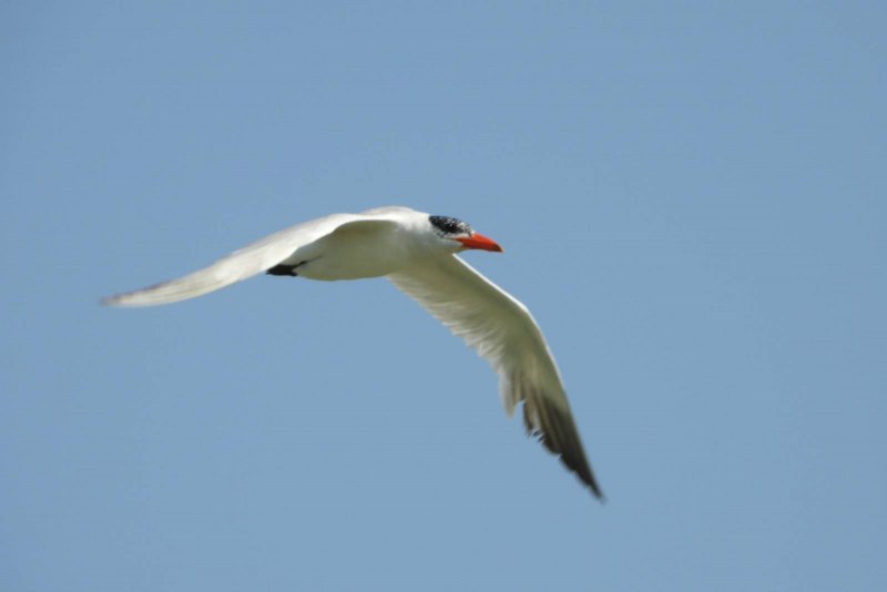 Hydroprogne Caspia