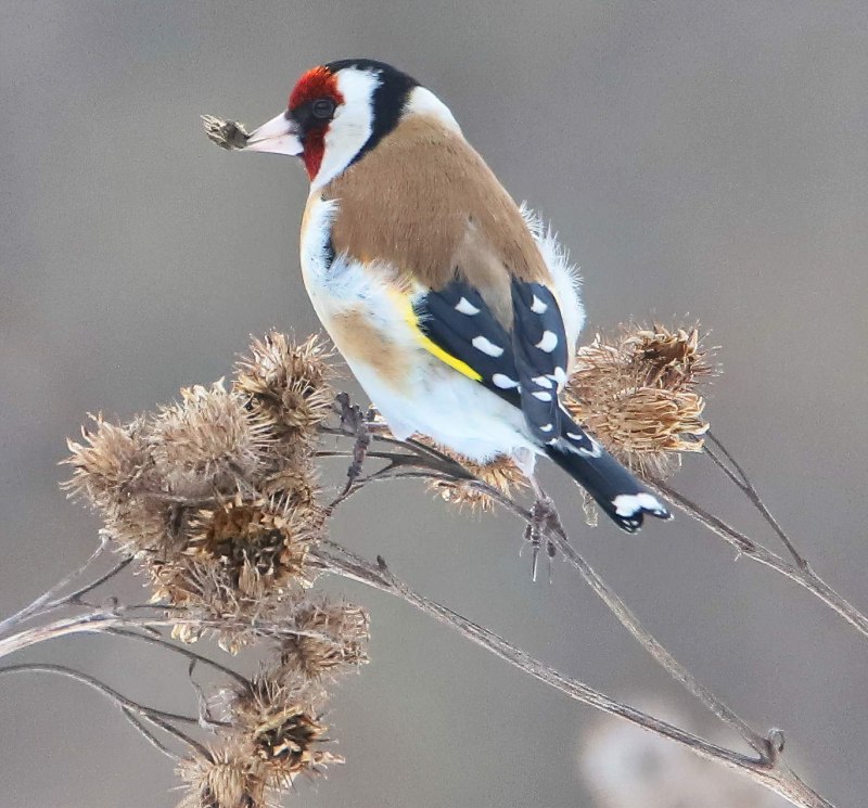 The Goldfinch