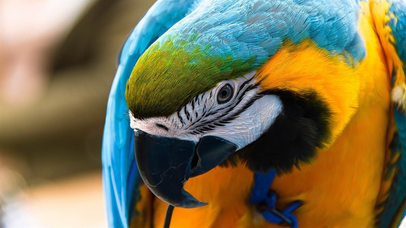 Попугай Macaw лапа