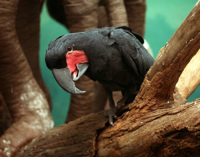 Черный попугай сейшельские острова (49 фото)