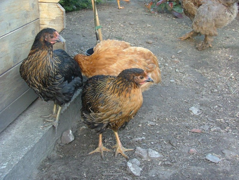 Куры супер Харко