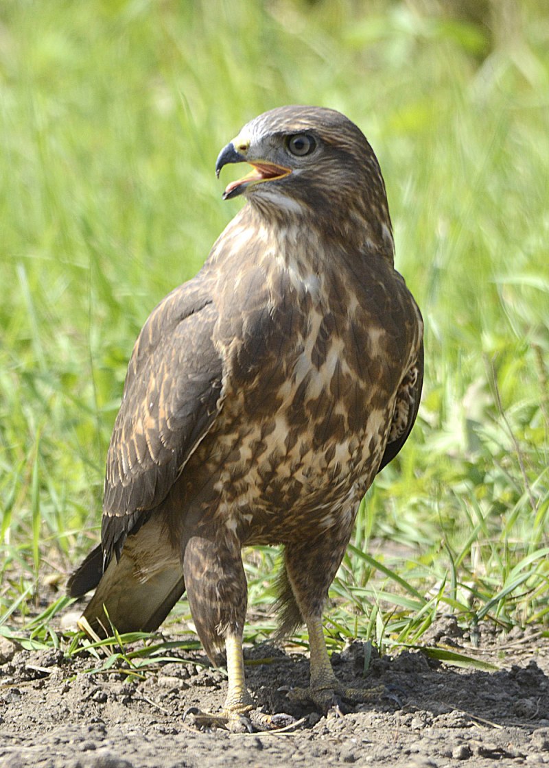 Обыкновенный канюк Buteo Buteo
