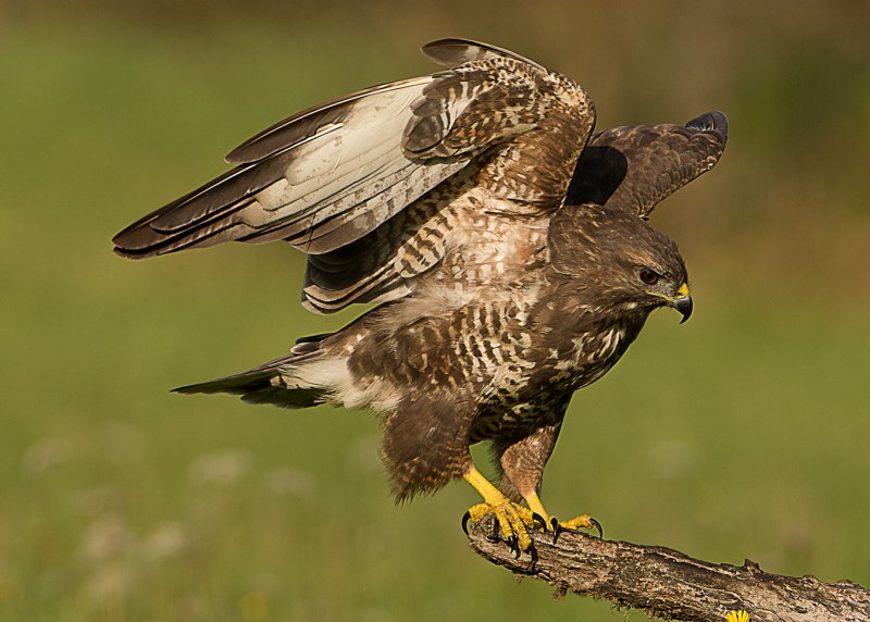 Обыкновенный канюк Buteo Buteo