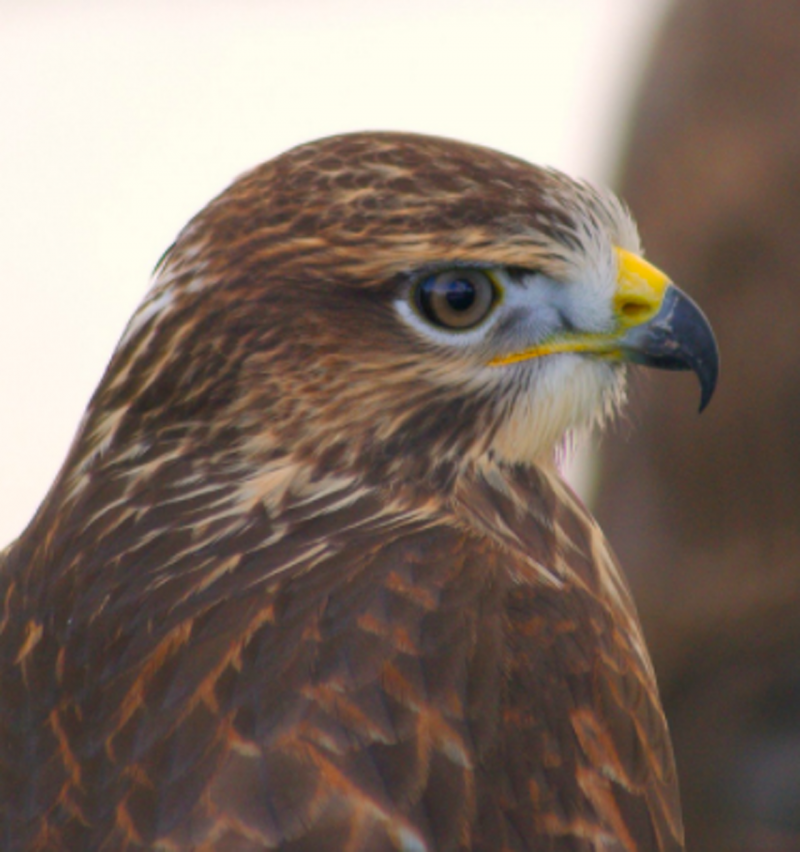 Обыкновенный канюк Buteo Buteo