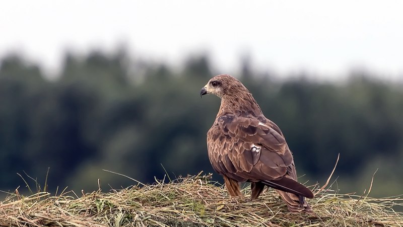Сарыч краснохвостый (Buteo jamaicensis)