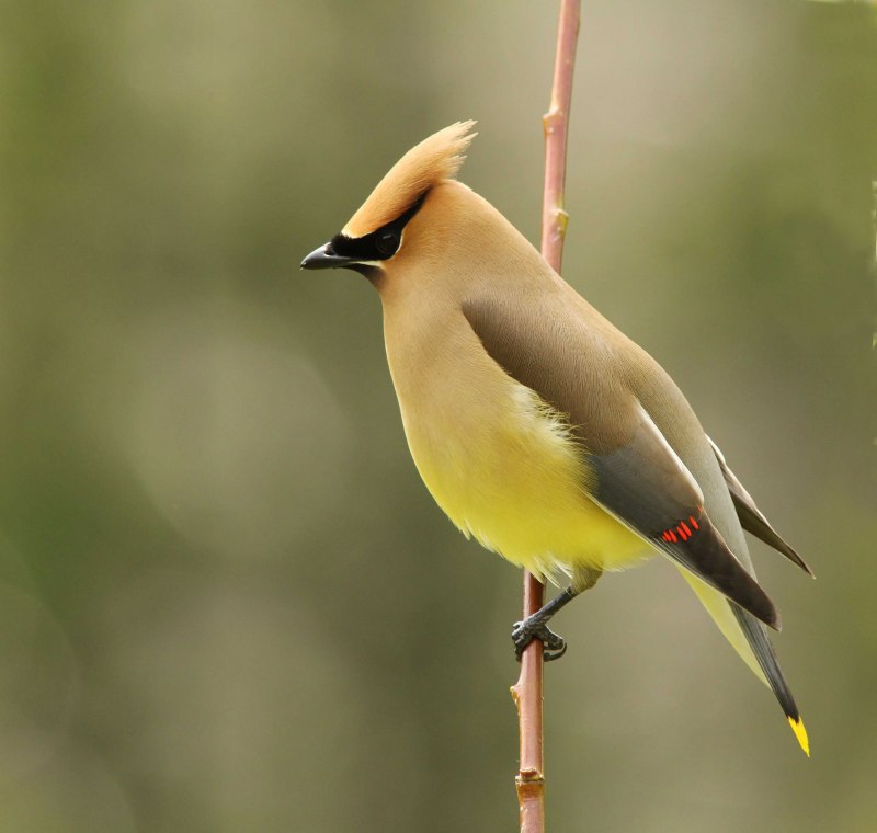 Свиристель обыкновенный (Bombycilla garrulus)