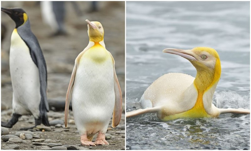 Where do Penguins Live