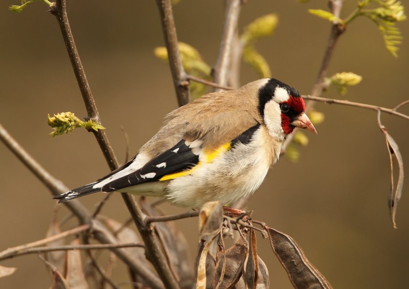 Щегол (Carduelis Carduelis)