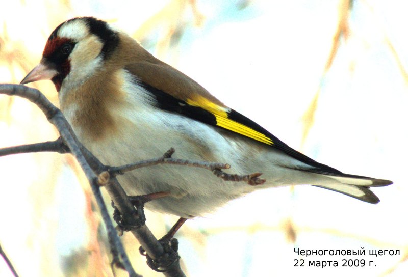 187. Щегол черноголовый – Carduelis Carduelis (l., 1758)