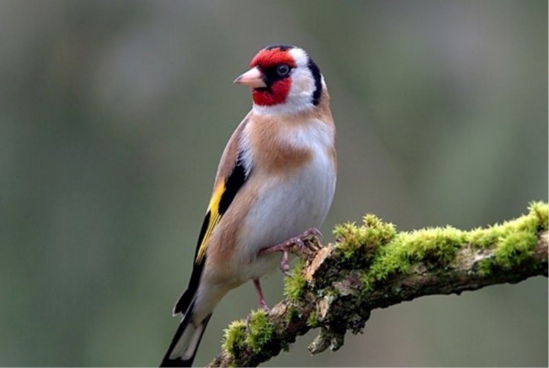 Щегол черноголовый Carduelis Carduelis
