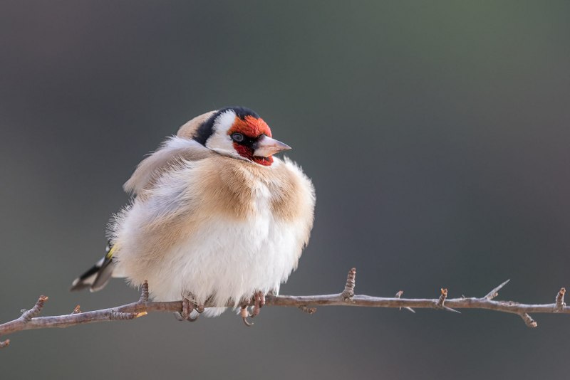 Щегол черноголовый Carduelis Carduelis