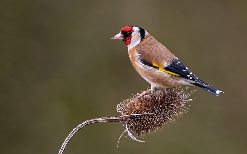 Щегол (Carduelis Carduelis)