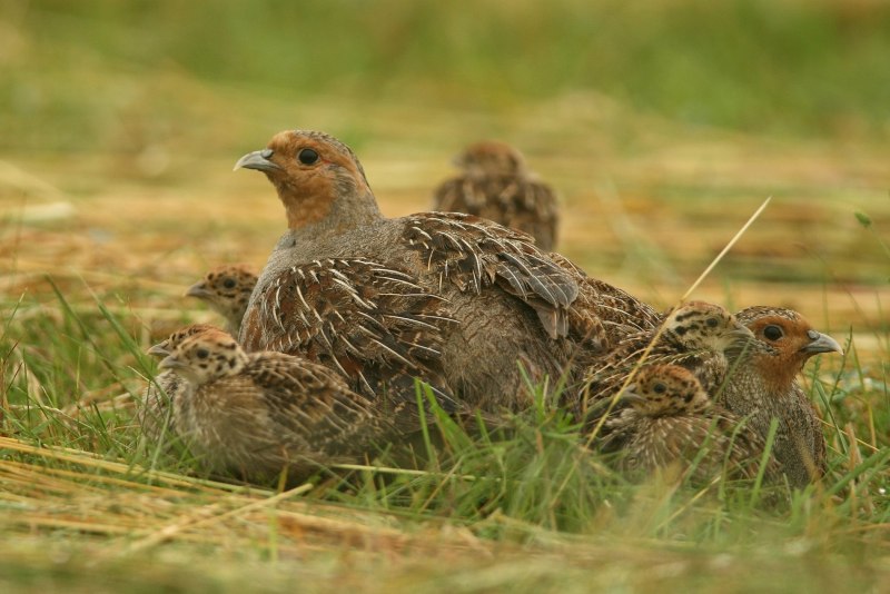 Перепел Coturnix Coturnix