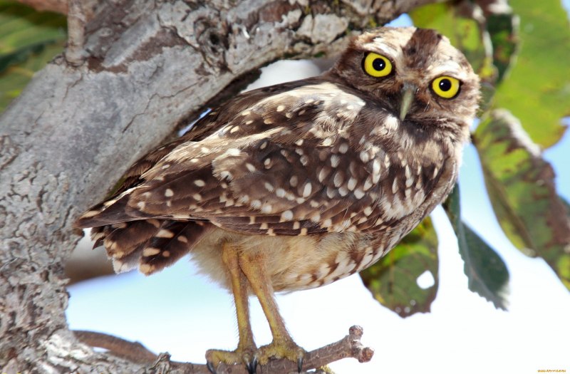 Barred Owl