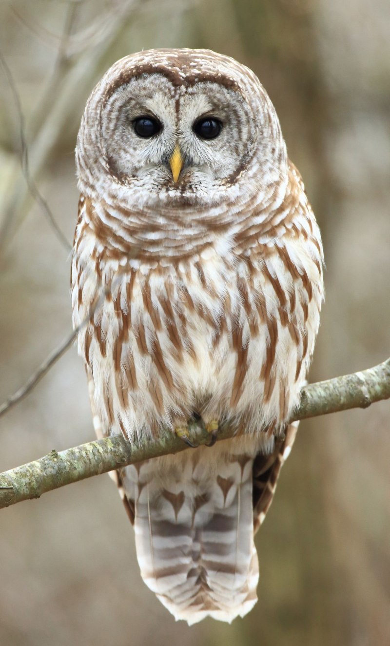 Пятнистая Сова Strix occidentalis