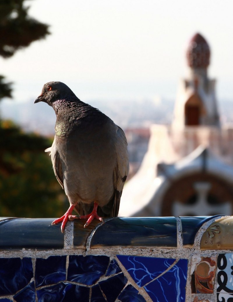 Dove животное