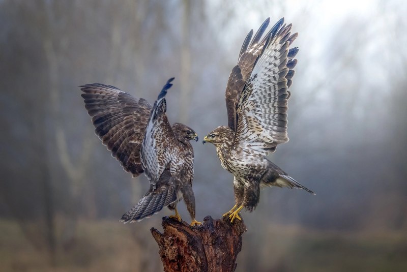 Ястреб-перепелятник (Accipiter nisus)
