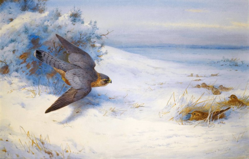 Агрессивная птица