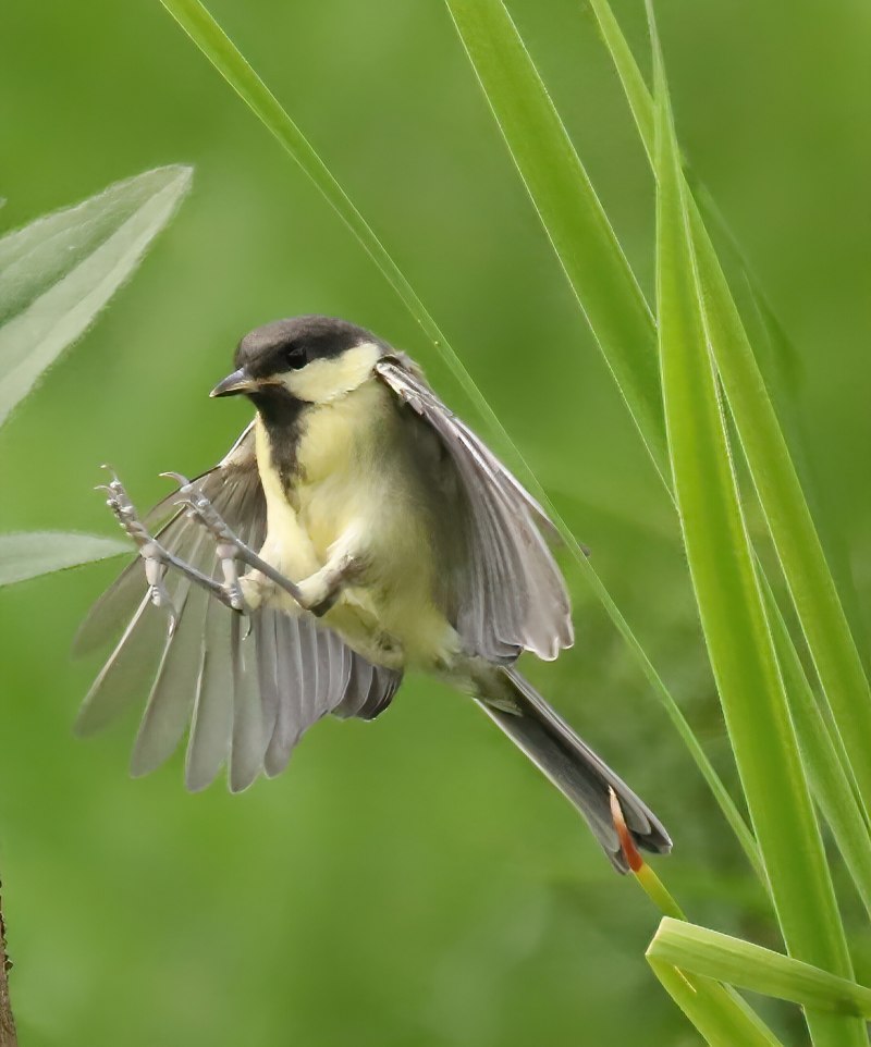 Большая синица Parus Major