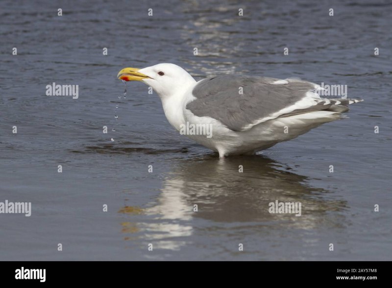 Glaucous Color
