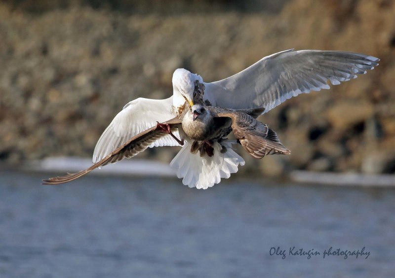 Чайка Larus