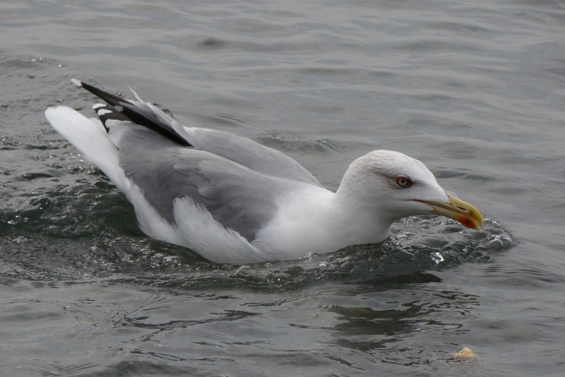 Larus atricilla