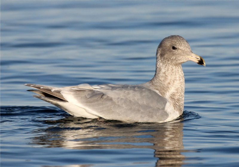 Фото Larus argentatus Armenian