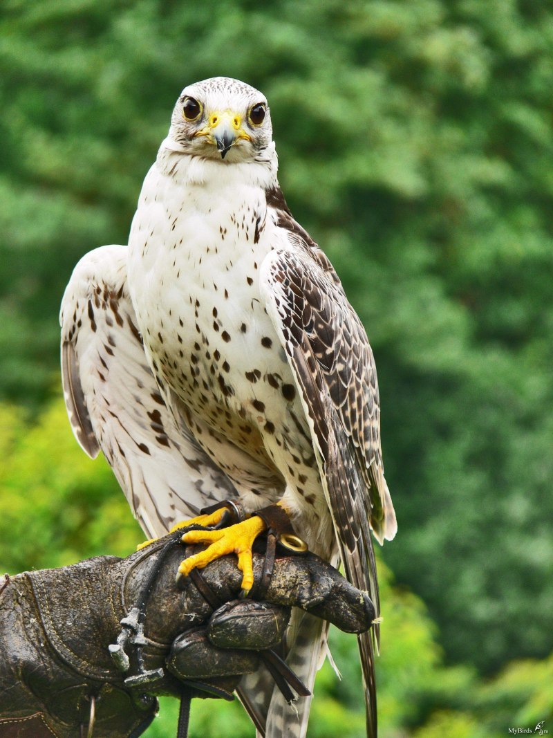 Кречет - Falco rusticolus Linnaeus