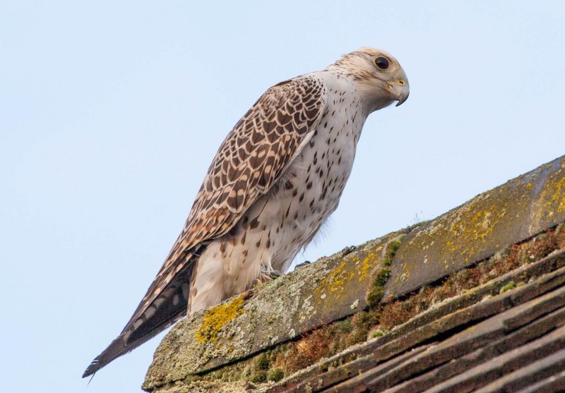 Кречет - Falco rusticolus Linnaeus