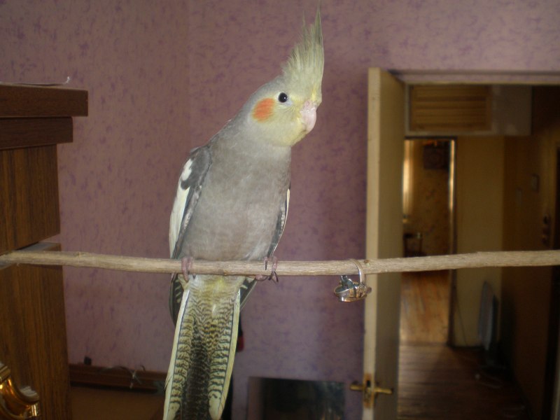Корелла самец хвост