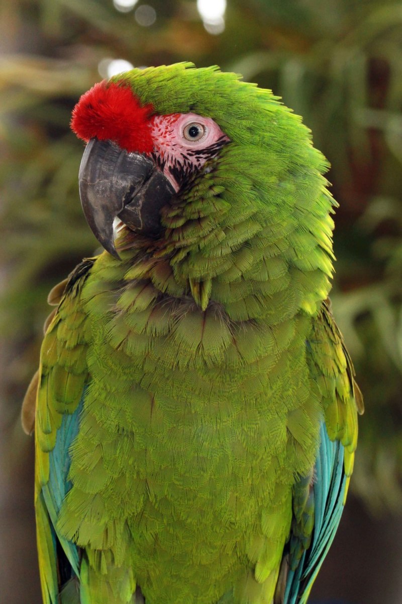Military Macaw