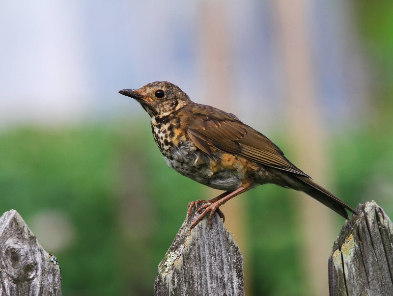 Turdus Merula