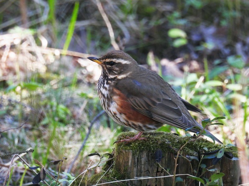 Дрозд-белобровик turdus iliacus