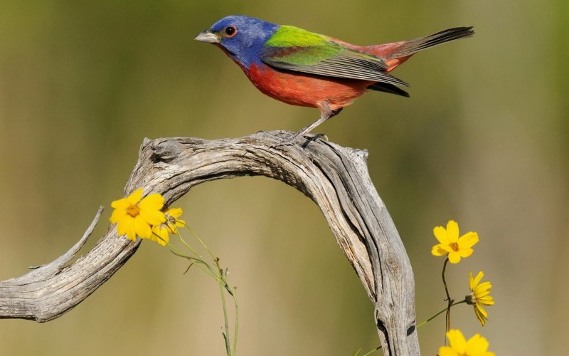 3. Овсянка обыкновенная (Emberiza citrinella),