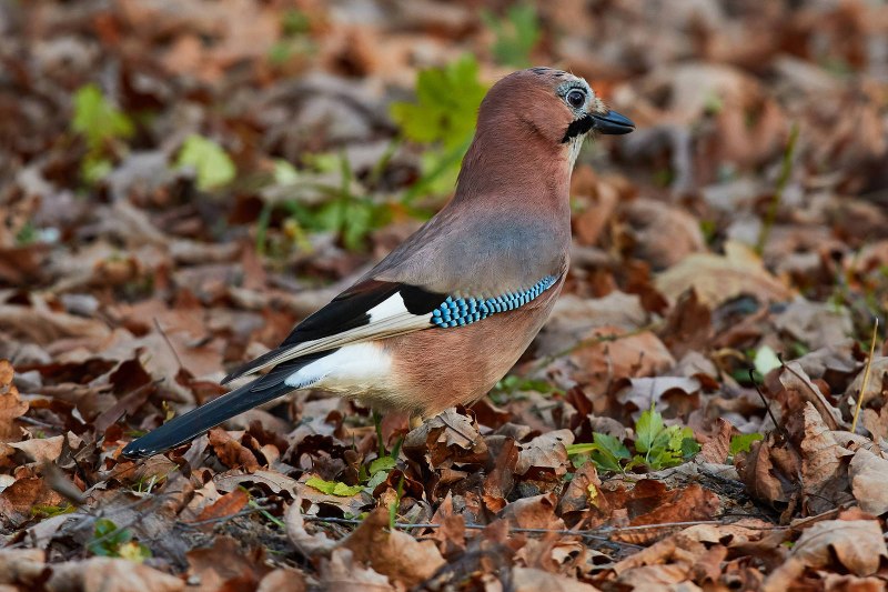 Сойка обыкновенная garrulus glandarius