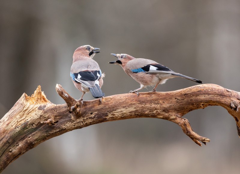Garrulus glandarius